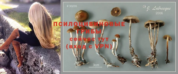 шишки Алзамай